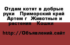 Отдам котят в добрые руки - Приморский край, Артем г. Животные и растения » Кошки   